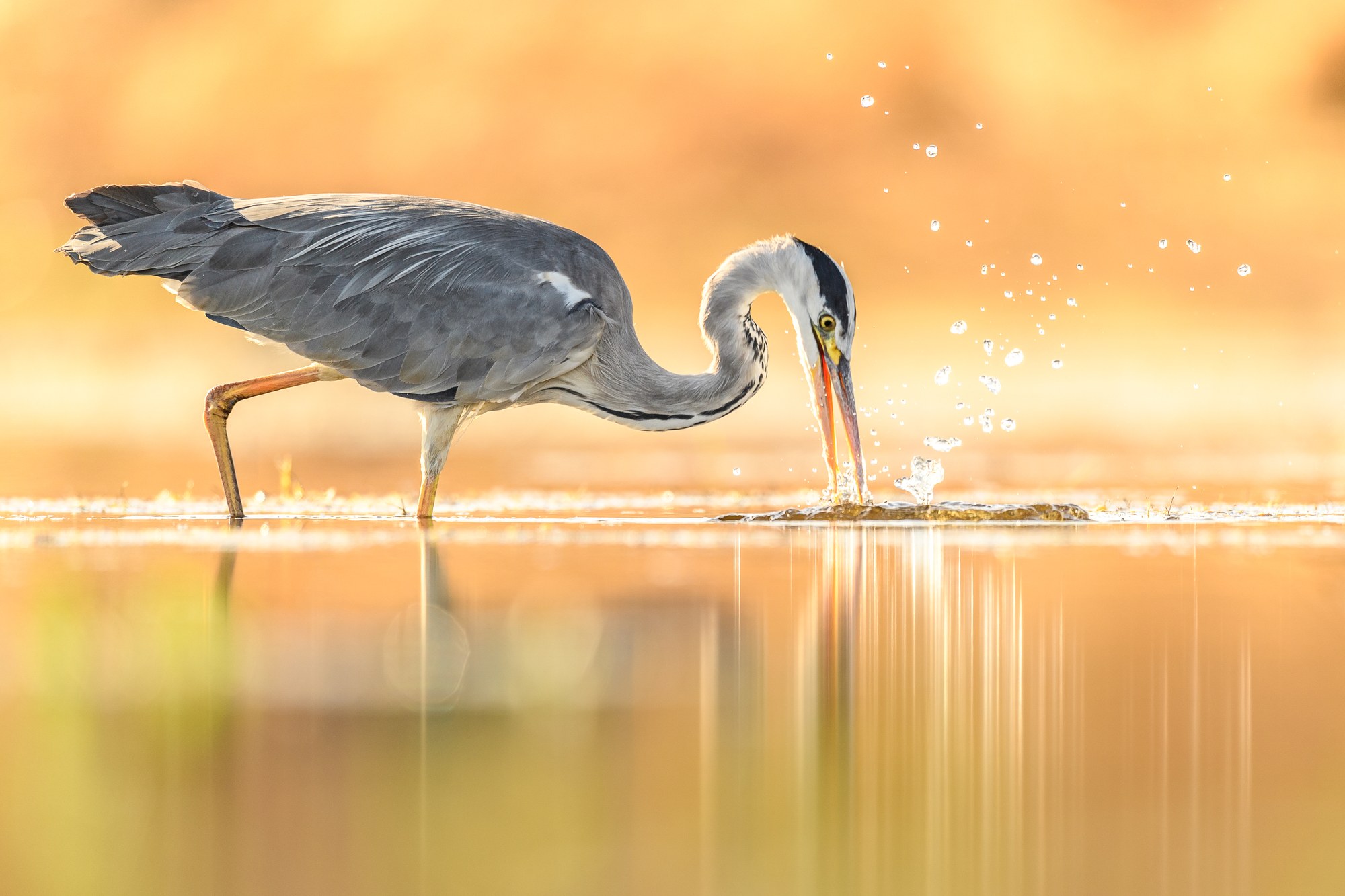 Fotografía de naturaleza de Rayco Trujillo