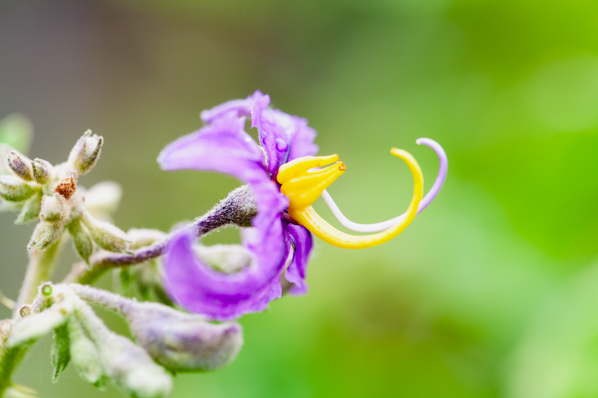 Detalle de una flor violeta con estambres amarillos