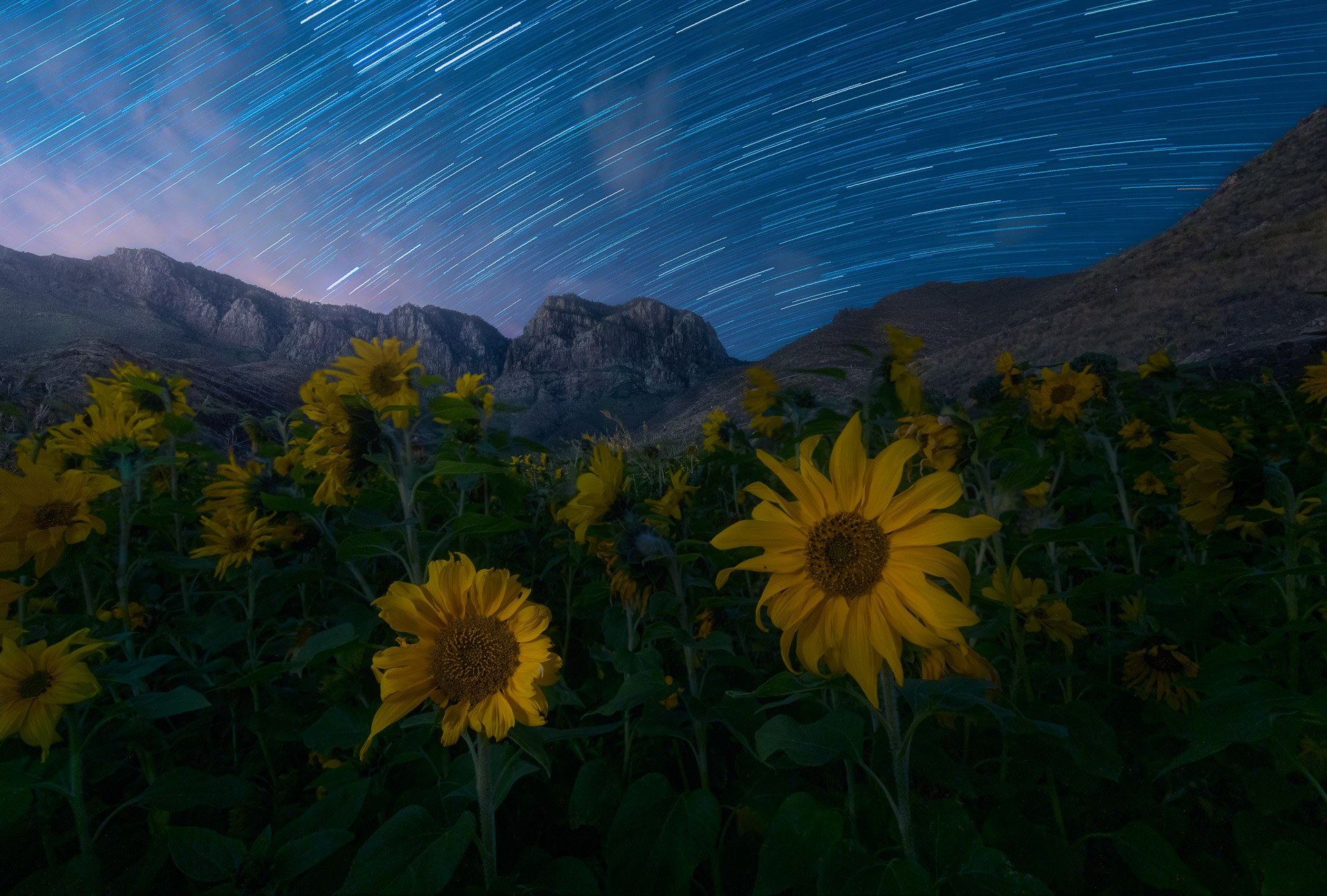 Girasol iluminado bajo trazas estelares en un paisaje de montaña, fotografía de David Rodríguez