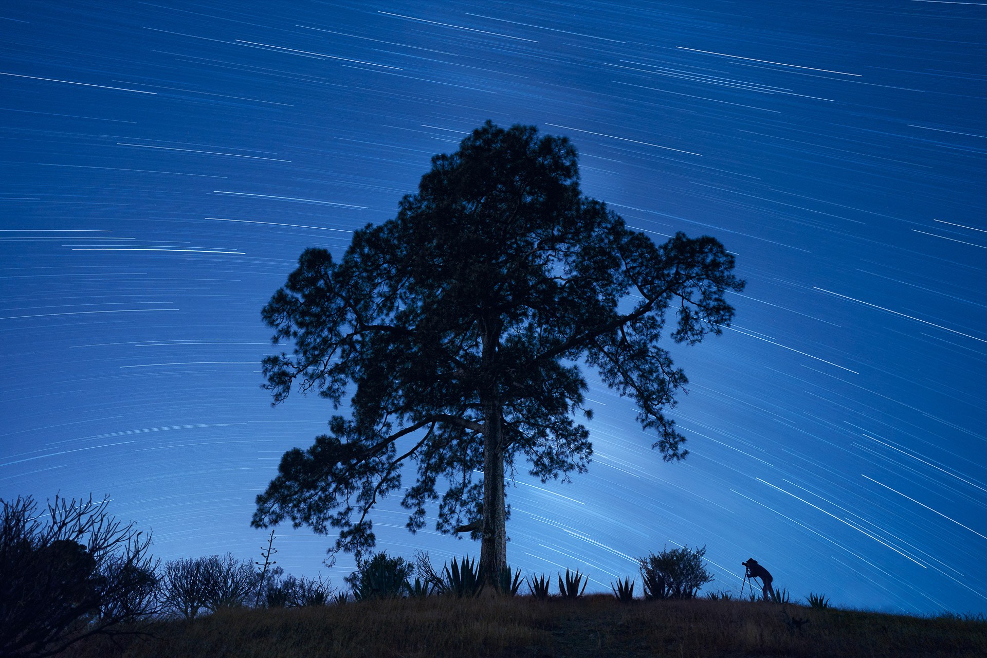 Árbol en silueta bajo trazas estelares, fotografía de David Rodríguez