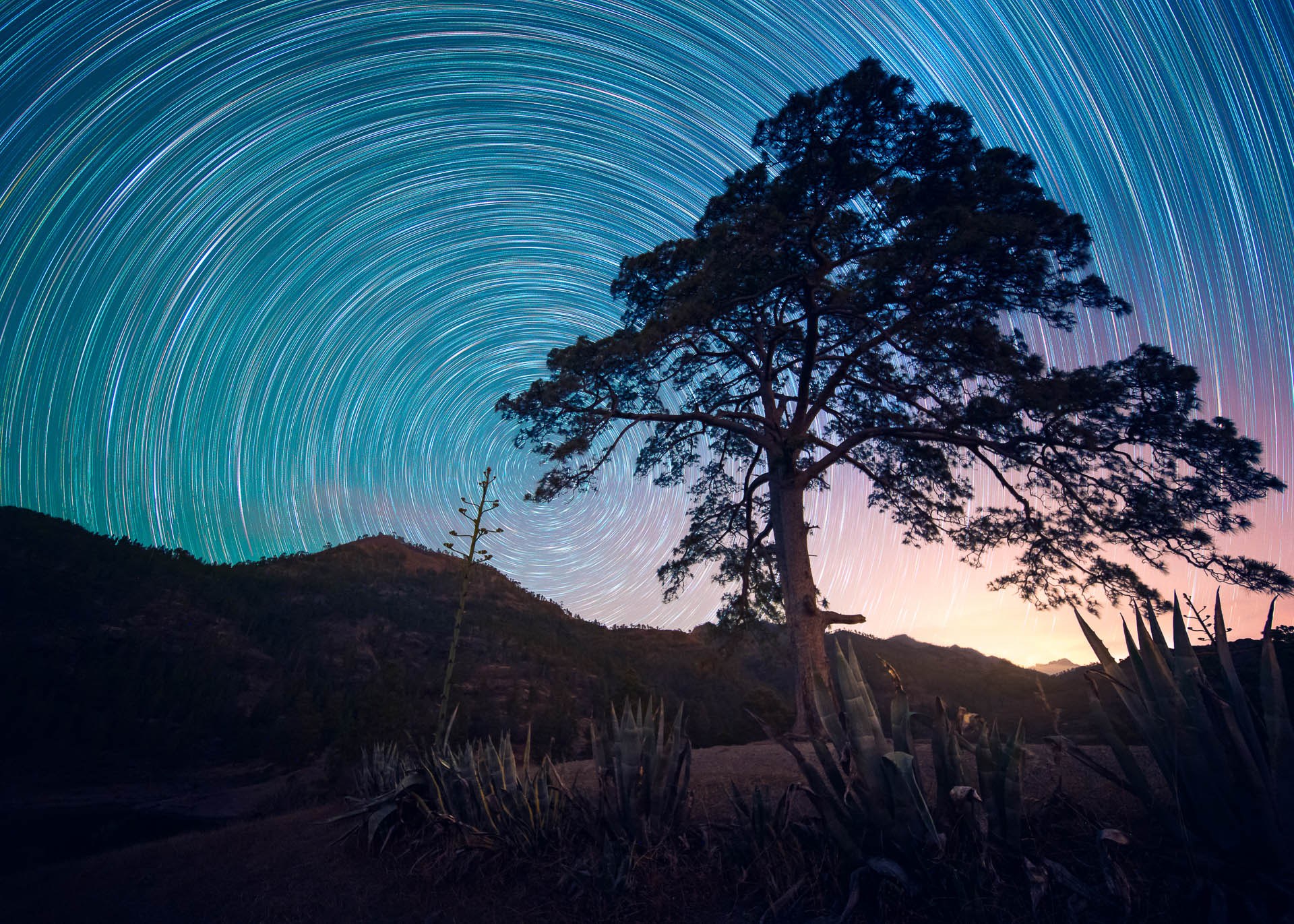 Árbol en un paisaje nocturno bajo el cielo estrellado, fotografía de David Rodríguez