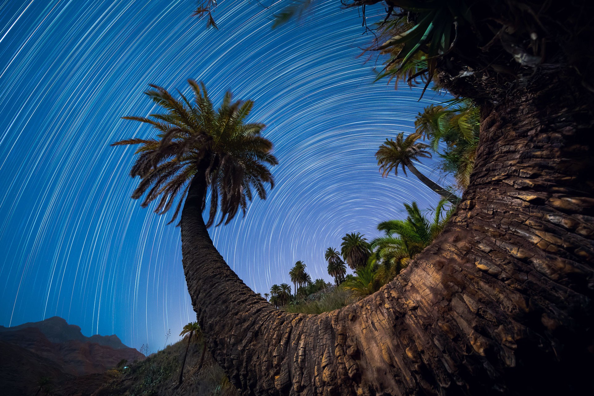 Palmera fotografiada desde abajo bajo trazas estelares, fotografía de David Rodríguez